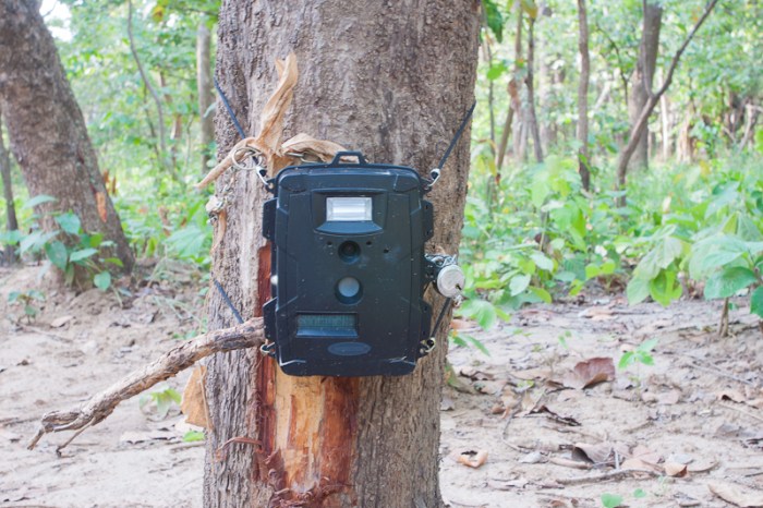 Traps panthera poacher installed ming wei