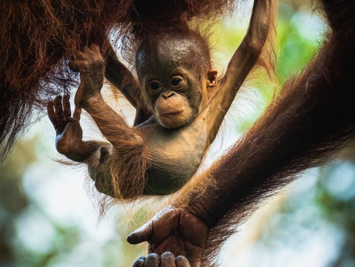 Orangutan orangutans borneo logging illegal bornean habitat due loss years independent endangered fallen dramatically numbers recent species indonesia forest