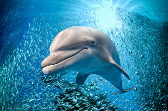 Dolphin bottlenose species