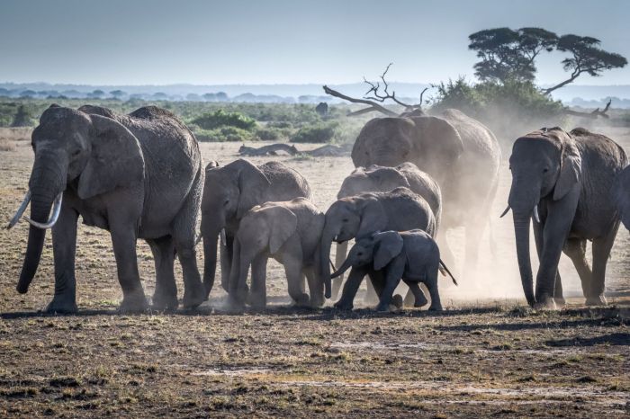 Elephant behaviour