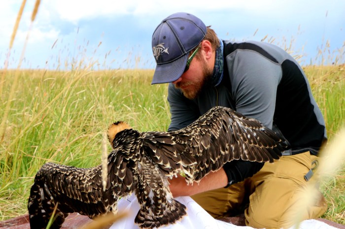 Bird prey ecosystem fauna falcon peregrine fastest domain public