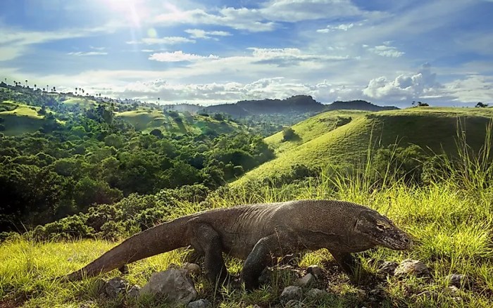 National komodo park indonesia dragon parks wild worldatlas