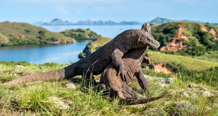 Komodo dragon fighting dragons mating size island laying season top park hatching national bali facts transportation travel wandernesia days egg