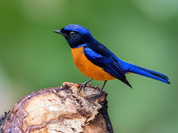 Cara Mengamati Burung di Habitat Alaminya