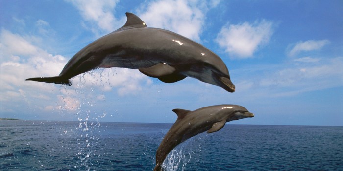 Dolphins facts bottlenose amazing