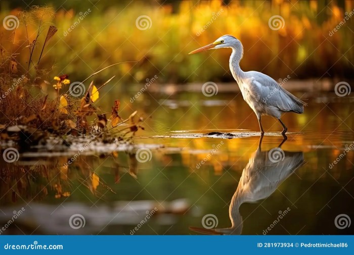 Ecosystem insects amphibians reptiles fishes heron