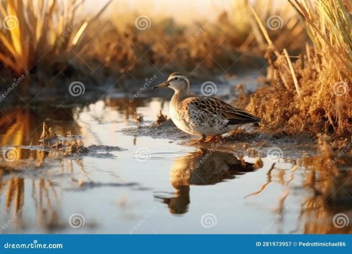 Cara Mengamati Burung di Habitat Alaminya