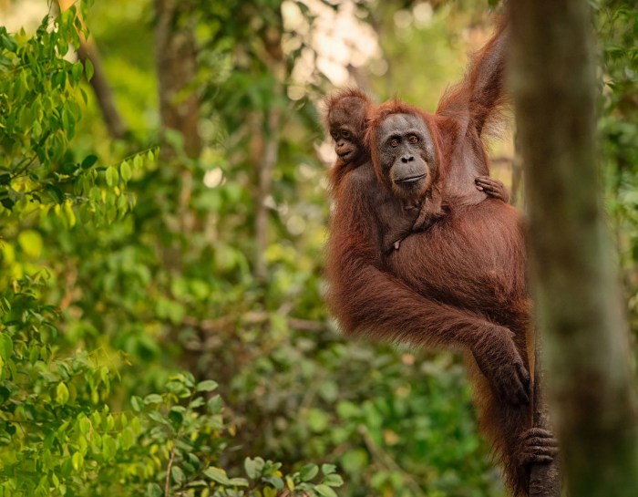 Orangutan ngo mengenal bidang pelestarian nirlaba kantor organisasi