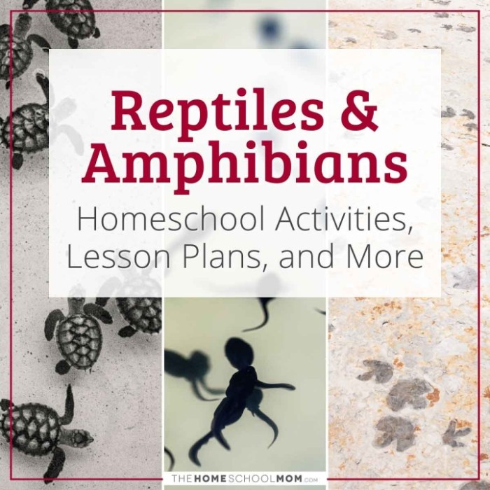 Reptiles india amphibians guide northeast photographic english