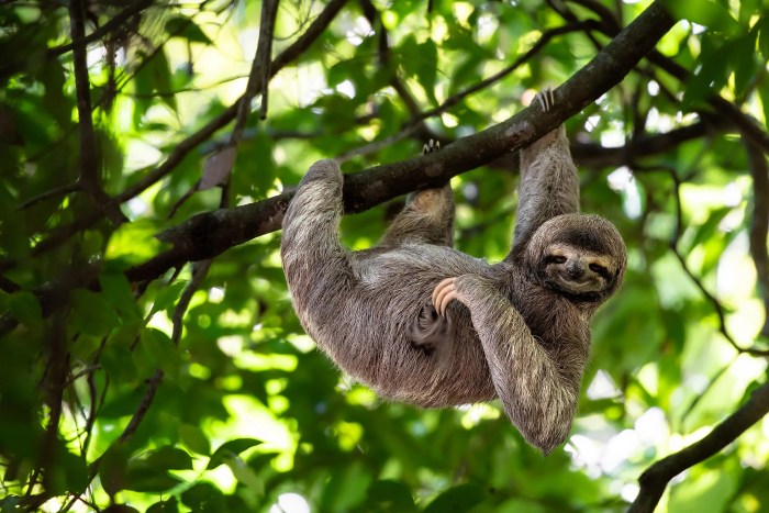 Mengenal Satwa Liar yang Hidup di Hutan Tropis