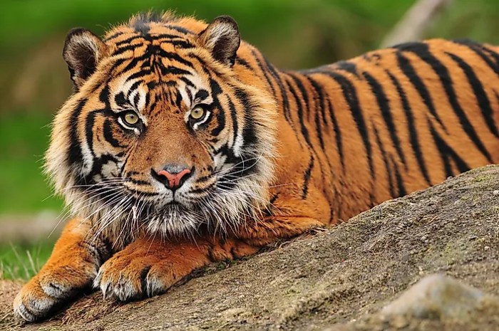 10 Fakta Menarik Tentang Harimau Sumatra