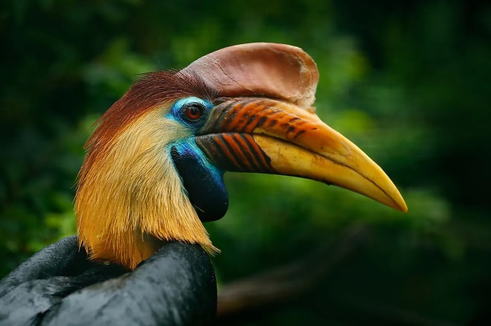 Mengenal Jenis-Jenis Burung Endemik Indonesia