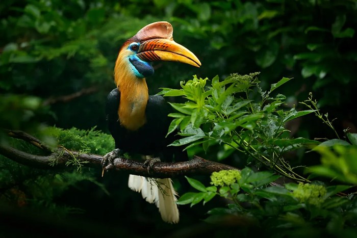 Mengenal Jenis-Jenis Burung Endemik Indonesia