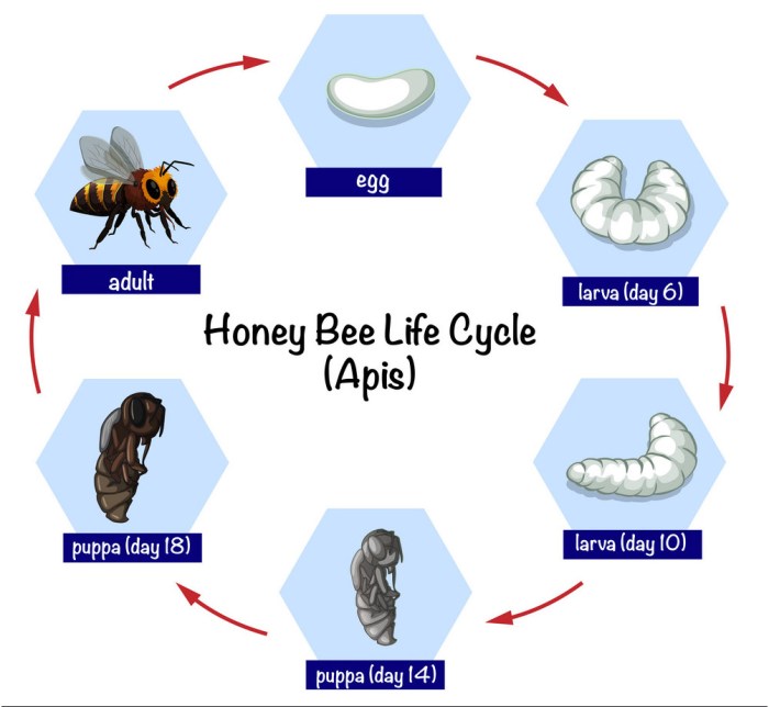 Bumble bee bees colony lifecycle wisc entomology