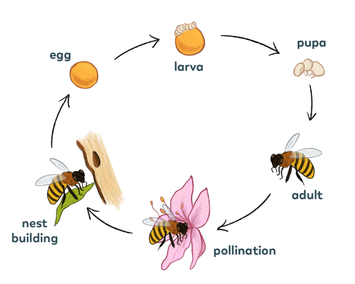 Cycle life bumble bees bee biology colony spring development