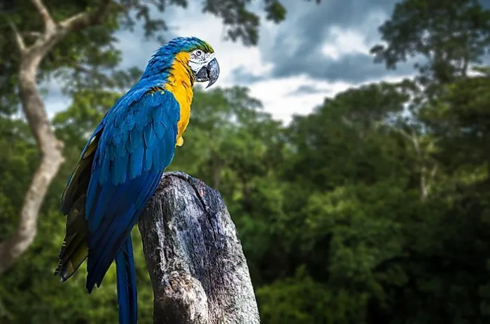 Mengenal Satwa Liar Yang Hidup Di Hutan Tropis