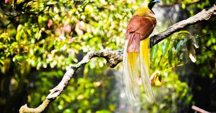 Indonesian archipelago sundas wallacea greater balen eaton bricke vogelboekhandel azië