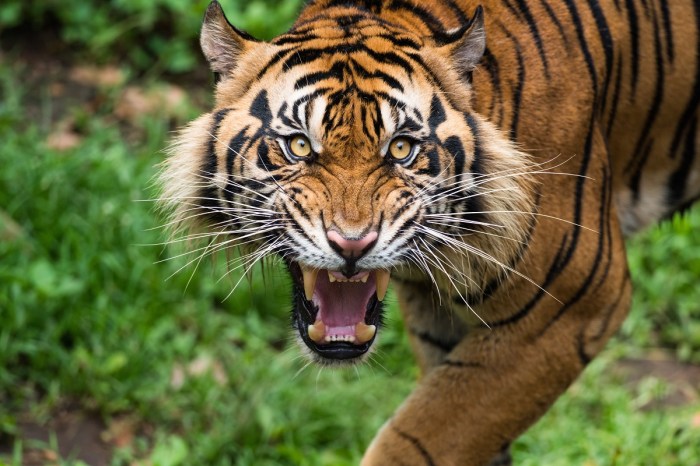 10 Fakta Menarik Tentang Harimau Sumatra