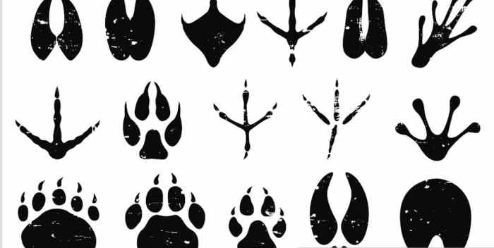 Tracks animal printable cards flashcards explorer footprints animals north identifying print preschool activities nature choose board article