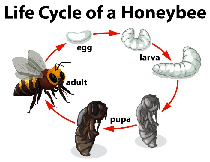 Bumble bee bees colony lifecycle wisc entomology