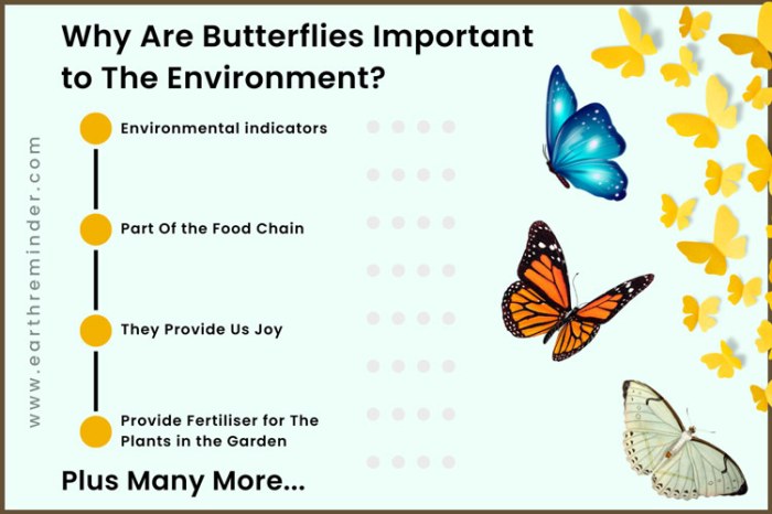 Pollination important butterflies why environment agents pollinating agent kinds source naturalscience lt